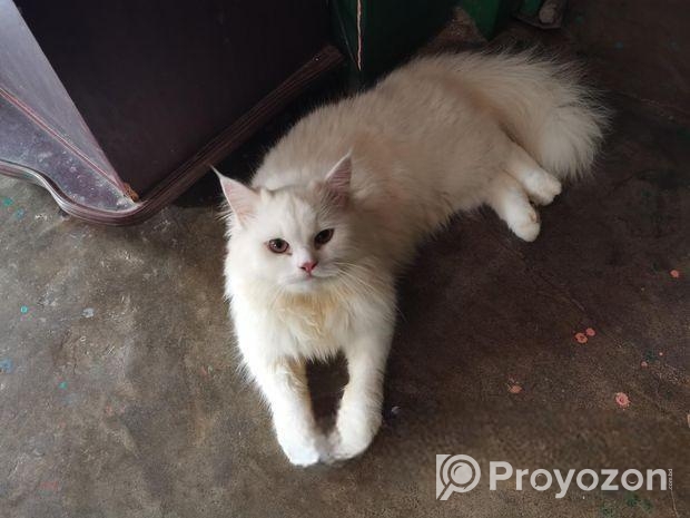 Persian Cat