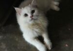 Persian Cat
