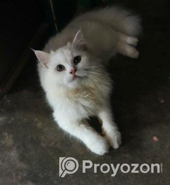 Persian Cat