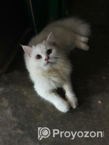 Persian Cat