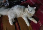 Persian Cat