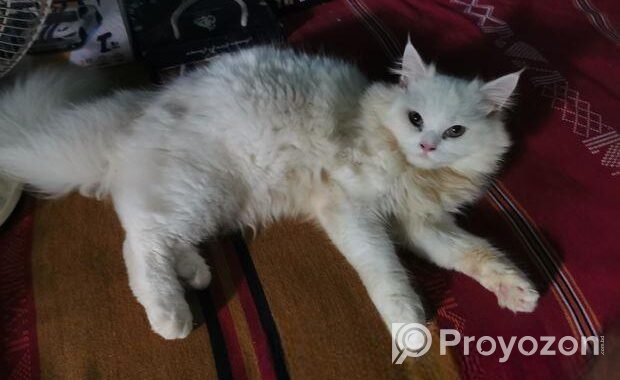Persian Cat