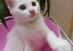 Mixed Breed Female Cat