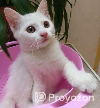 Mixed Breed Female Cat