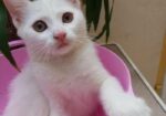 Mixed Breed Female Cat