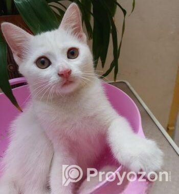 Mixed Breed Female Cat