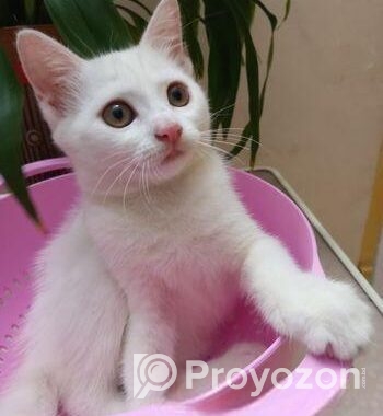 Mixed Breed Female Cat