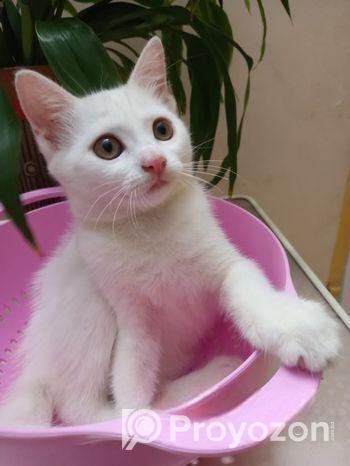 Mixed Breed Female Cat