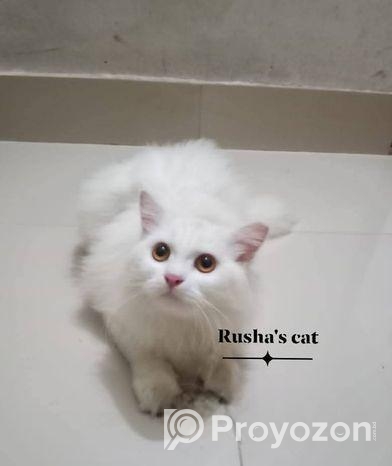 ট্রেডিশনাল পিউর পার্শিয়ান নিউ অ্যাডাল্ট।