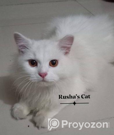 ট্রেডিশনাল পিউর পার্শিয়ান নিউ অ্যাডাল্ট।