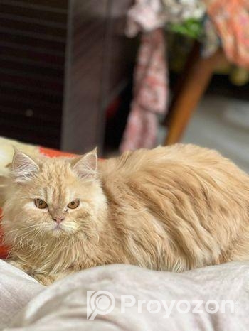 ট্রেডিশনাল পিউর পার্শিয়ান নিউ অ্যাডাল্ট।