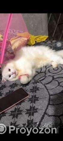 ট্রেডিশনাল পিউর পার্শিয়ান নিউ অ্যাডাল্ট।