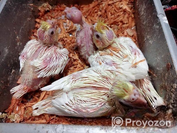 লুটিনো ককাটেল টেম সাইজ বেবি।