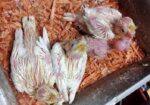 লুটিনো ককাটেল টেম সাইজ বেবি।