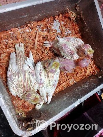 লুটিনো ককাটেল টেম সাইজ বেবি।