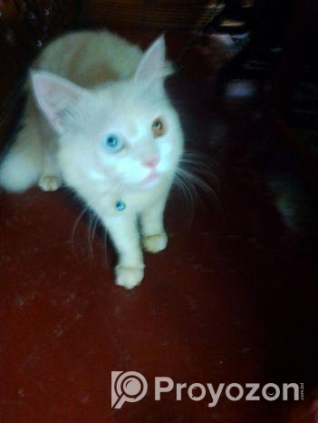 পার্সিয়ান ছেলে বিড়াল। দেখতে অনেক সুন্দর