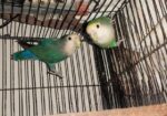 Love Bird Master Pair
