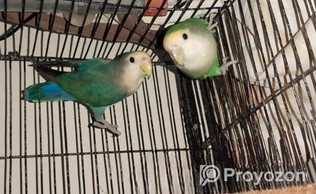 Love Bird Master Pair