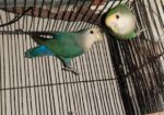 Love Bird Master Pair