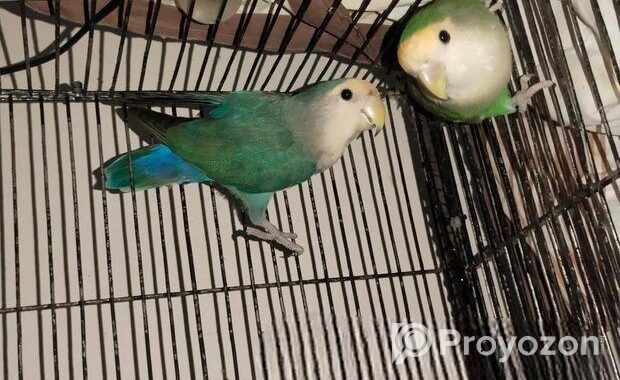Love Bird Master Pair
