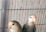 Love Bird Master Pair