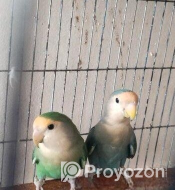 Love Bird Master Pair