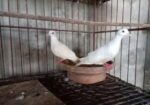 ঘুঘু পাখি