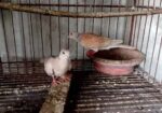 ঘুঘু পাখি