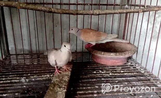 ঘুঘু পাখি