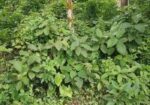 এখনই বাড়ি করার উপযোগী জমি বিক্রয়