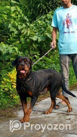 𝐑𝐨𝐭𝐭𝐰𝐢𝐥𝐥𝐞𝐫 𝐃𝐨𝐠