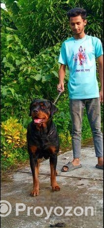 𝐑𝐨𝐭𝐭𝐰𝐢𝐥𝐥𝐞𝐫 𝐃𝐨𝐠