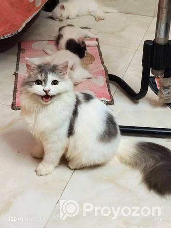 পিওর পার্শিয়ান মেল ক্যাট