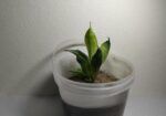 snake plant