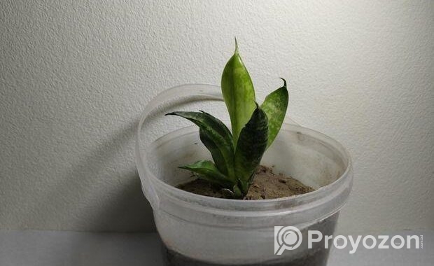 snake plant
