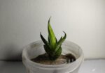 snake plant