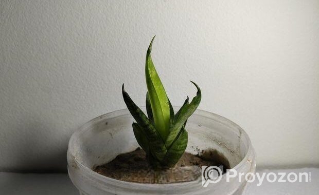 snake plant
