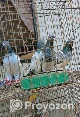 গোল্ডেন কবুতর
