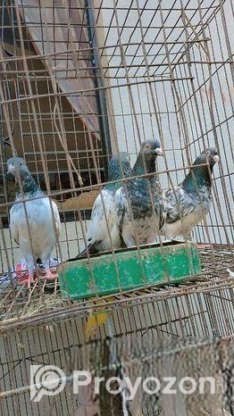 গোল্ডেন কবুতর