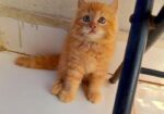 Persian cat female