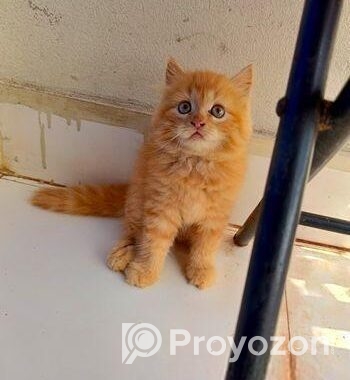Persian cat female