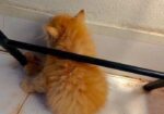 Persian cat female