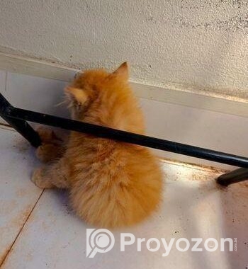 Persian cat female