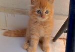 Persian cat female
