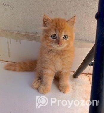 Persian cat female