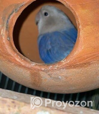 ল্যাব ব্বার্ডস বিক্রি love birds sell