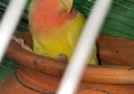 ল্যাব ব্বার্ডস বিক্রি love birds sell