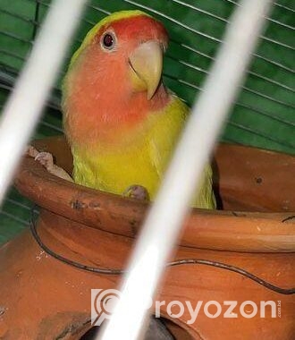 ল্যাব ব্বার্ডস বিক্রি love birds sell