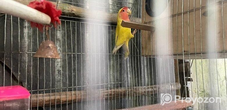 ল্যাব ব্বার্ডস বিক্রি love birds sell