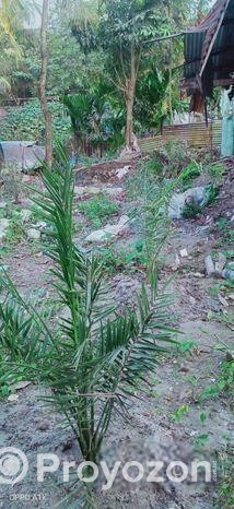 1000 Decimal Jomi Bikroy